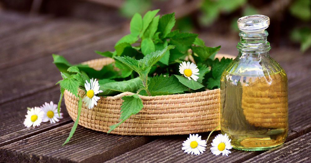 Ortie et Pissenlit, plantes comestibles sauvages Plantes comestibles sauvages, huile, ortie et pissenlit