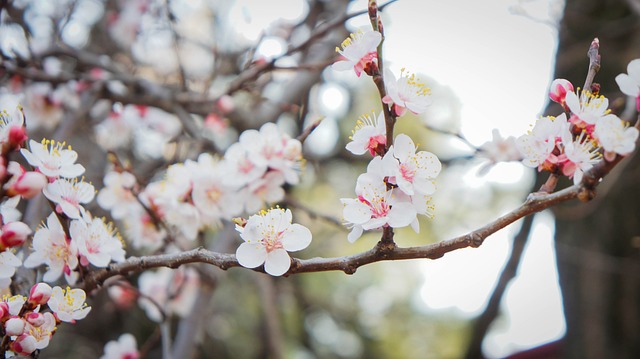 Fleurs de prunier